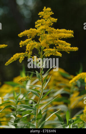 Kanadische Goldrute Solidago canadensis Stockfoto