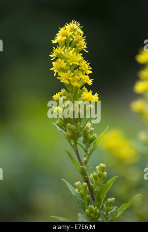 Europäische Goldrute Solidago virgaurea Stockfoto