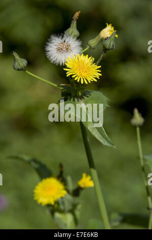 scharfe gesäumten Sow Thistle, Sonchus asper Stockfoto