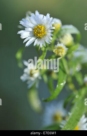 weiße Aster, Symphyotrichum ericoides Stockfoto