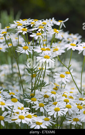 Corymbflower Rainfarn Tanacetum corymbosum Stockfoto