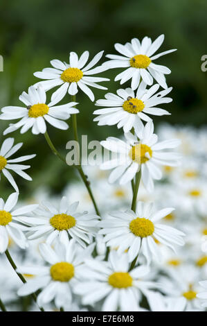 Corymbflower Rainfarn Tanacetum corymbosum Stockfoto