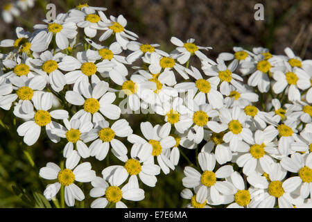 Rainfarn Tanacetum Ferulaceum var. latipinnum Stockfoto