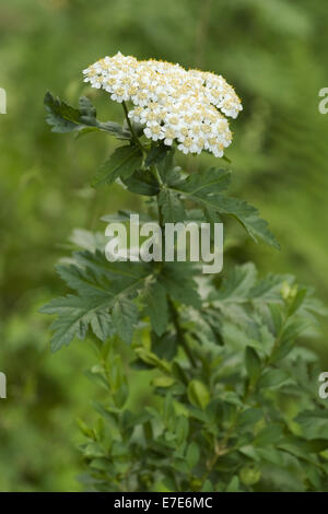 durchleuchtet Tansey, Tanacetum macrophyllum Stockfoto