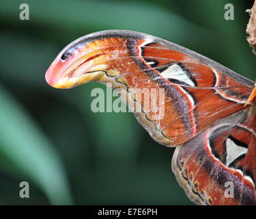 Die Atlas Moth (Attacus Atlas), der größte Falter der Welt flächenmäßig total Flügel, abgebildet im Botanischen Garten in Brno, Tschechische Republik, 12. September 2014. (CTK Foto/Igor Zehl) Stockfoto