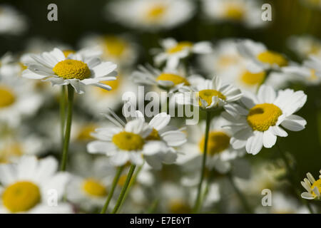 Mutterkraut Tanacetum parthenium Stockfoto