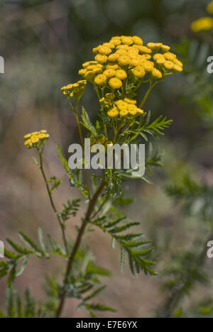 gemeinsamen Rainfarn Tanacetum vulgare Stockfoto