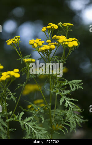 gemeinsamen Rainfarn Tanacetum vulgare Stockfoto