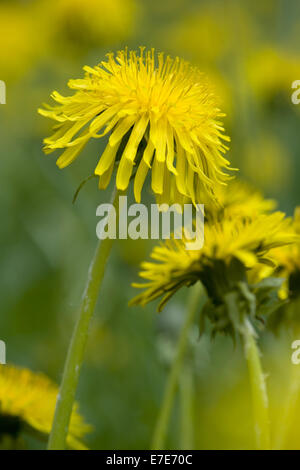 gemeinsamen Löwenzahn Taraxacum officinale Stockfoto