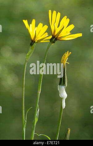 östlichen Wiese Schwarzwurzeln, Tragopogon Pratensis SSP. orientalis Stockfoto