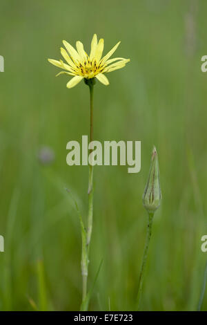 östlichen Wiese Schwarzwurzeln, Tragopogon Pratensis SSP. orientalis Stockfoto