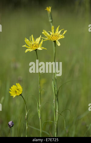 östlichen Wiese Schwarzwurzeln, Tragopogon Pratensis SSP. orientalis Stockfoto