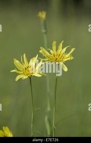 östlichen Wiese Schwarzwurzeln, Tragopogon Pratensis SSP. orientalis Stockfoto