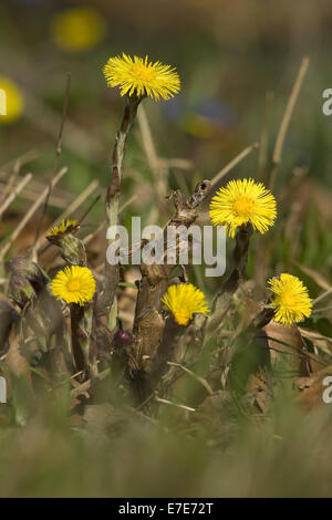 Huflattich, Tussilago farfara Stockfoto