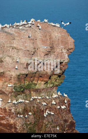 Basstölpel (Morus Bassanus) auf Lange Anna Helgoland, Nordsee, Deutschland Stockfoto