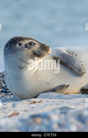 Hafen zu versiegeln, Phoca Vitulina, Helgoland, Nordsee, Deutschland Stockfoto