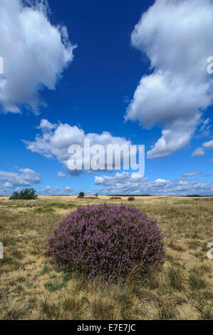 gemeinsamen Heide (Calluna Vulgaris) im Hoge Veluwe National Park, Gelderland, Niederlande Stockfoto