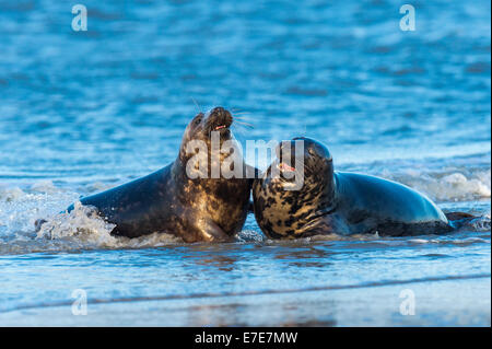 graue Dichtungen, Halichoerus Grypus, Helgoland, Nordsee, Deutschland Stockfoto