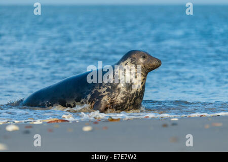 Grau zu versiegeln, Halichoerus Grypus, Helgoland, Nordsee, Deutschland Stockfoto