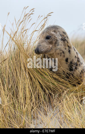 Grau zu versiegeln, Halichoerus Grypus, Helgoland, Nordsee, Deutschland Stockfoto