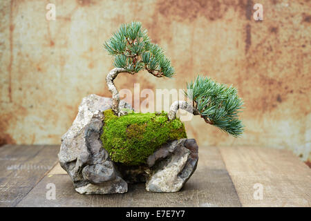 Bonsai rock Pflanzen, fünf-Nadel Kiefer Stockfoto