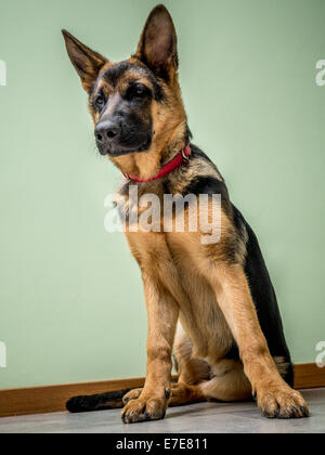 Deutscher Schäferhund-Welpen, die auf dem Boden sitzend Stockfoto