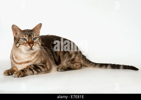 Bengal-Katze liegend Stockfoto