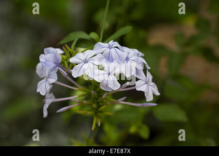 Plumbago Auriculata. Cape Leadwort Blumen. Stockfoto