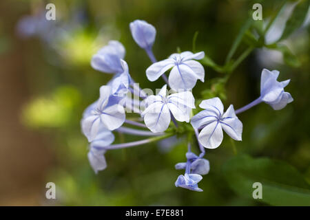 Plumbago Auriculata. Cape Leadwort Blumen. Stockfoto