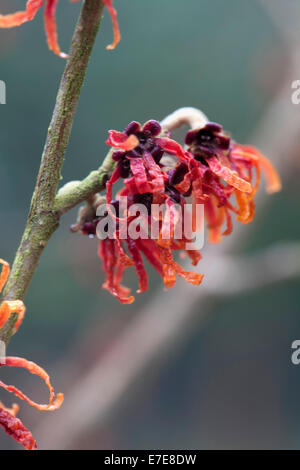 Hamamelis x intermedia "Diane" Stockfoto