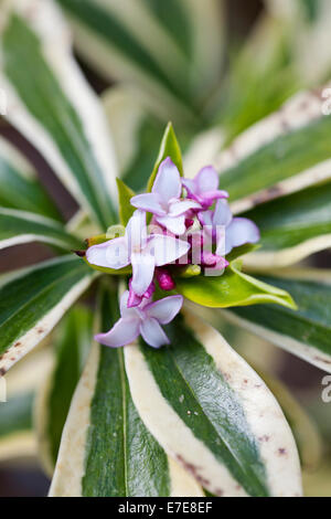 Daphne Odora 'Mae-Jima' Stockfoto