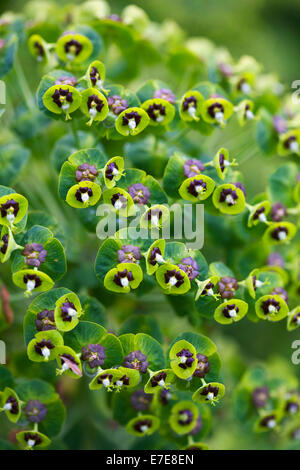 Euphorbia Characias 'Black Pearl' Stockfoto