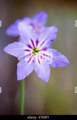 Leucocoryne purpurea Stockfoto