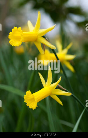 Narcissus "Peeping Tom" Stockfoto