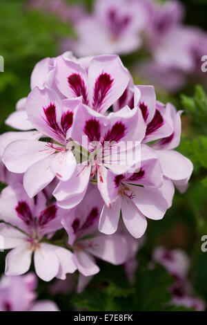 Pelargonien "Copthorne" Stockfoto