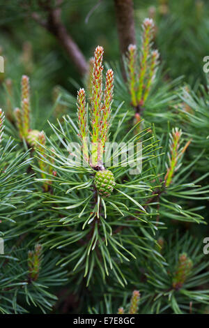 Pinus Sylvestris 'Beuvronensis' (Föhren) Stockfoto