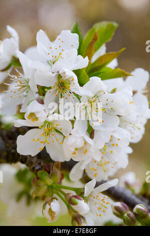 Prunus Avium 'Lapins' (Wildkirsche) Stockfoto