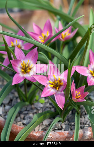 Tulipa Humilis, Sy Tulipa aucheriana Stockfoto