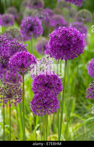 Hollandicum Allium 'Purple Sensation' Stockfoto