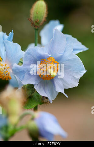 Meconopsis Baileyi (Himalaya Blue Poppy) Stockfoto