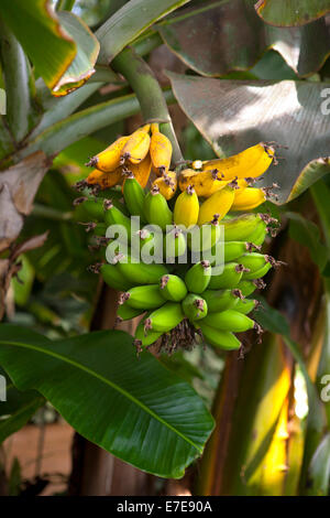 Musa Acuminata "Dwarf Cavendish" Stockfoto