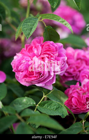 Rosa "Charles de Mills" Stockfoto