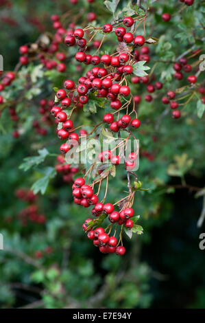 Weißdorn, Quickthorn oder Mai Baum, Beeren Crataegus Monogyna mit reichlich Reife rot im Spätsommer Stockfoto