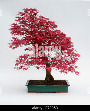 Acer Palmatum (japanischer Roter Ahorn) Stockfoto