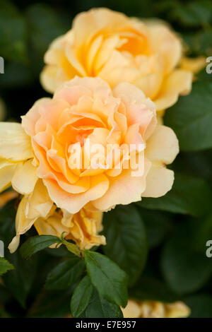 Rosa, Easy Going ("Harflow") Stockfoto