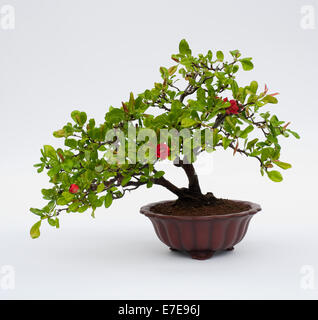 calathea knollen einpflanzen Künstliche Calathea - Juana main image 1