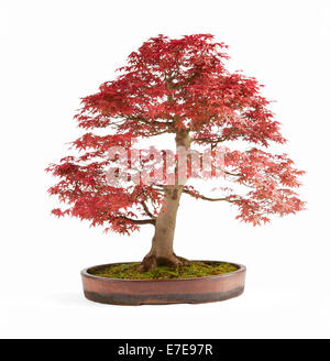 Bonsai Acer Palmatum 'Deshojo' (japanische rot-Ahorn) Stockfoto