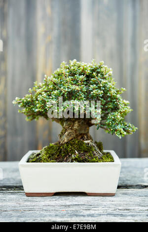 Bonsai Sabina Wacholder (Juniperus Sabina) Stockfoto