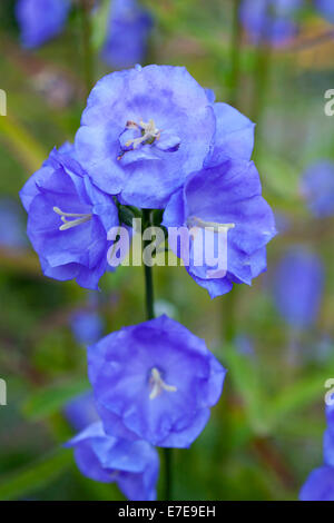 Campanula Persicifolia "Blaue Pumphose" Stockfoto