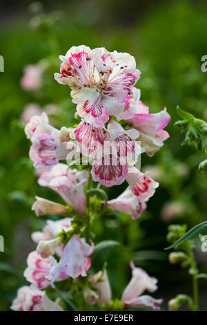 Penstemon "Erdbeeren und Sahne" Stockfoto